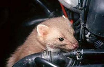 Frühlingsgefühle. Jetzt beißen die Marder wieder. Frühlingsgefühle. Jetzt beißen die Marder wieder.